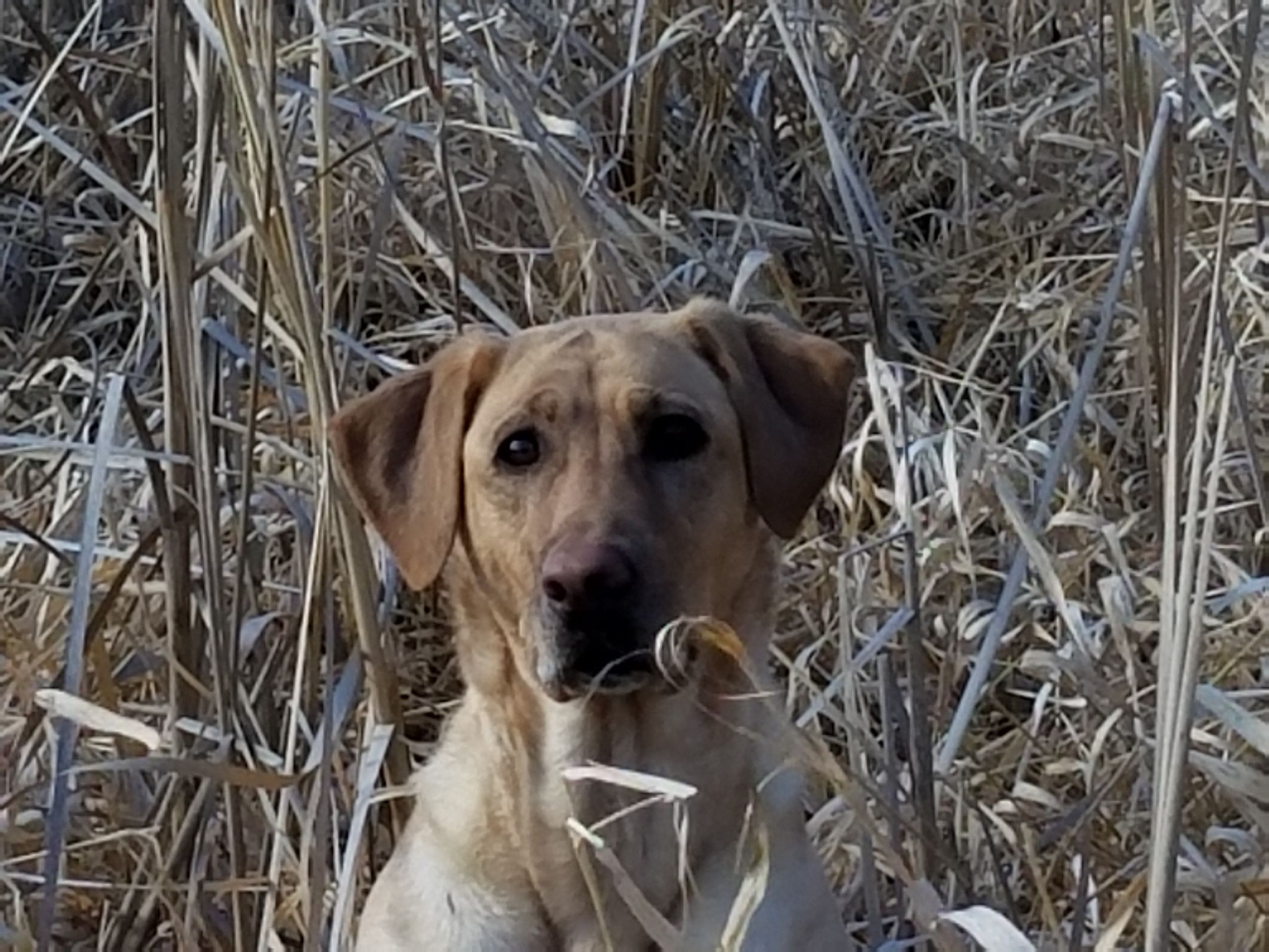 Brett Farms Hey There Georgie's Girl JH | Yellow Labrador Retriver