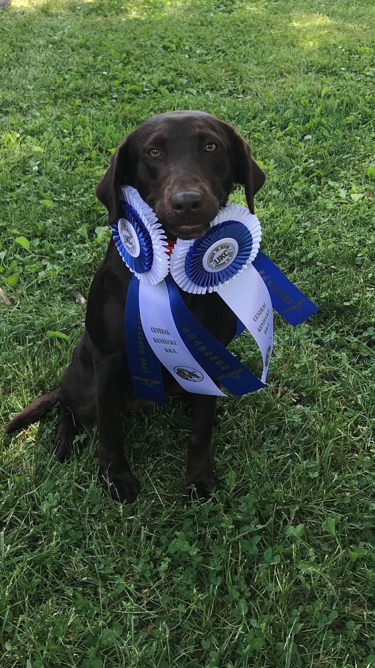 HR Big Trax Little Rascal | Chocolate Labrador Retriver