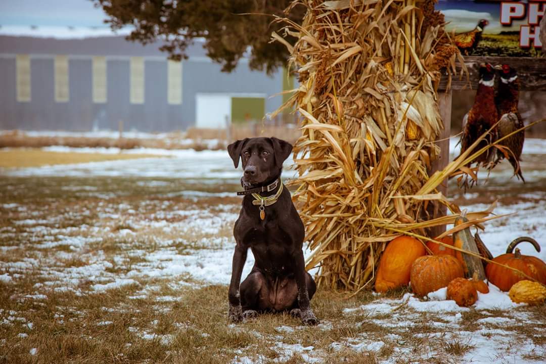 Rock Solid Tika Long Range | Black Labrador Retriver