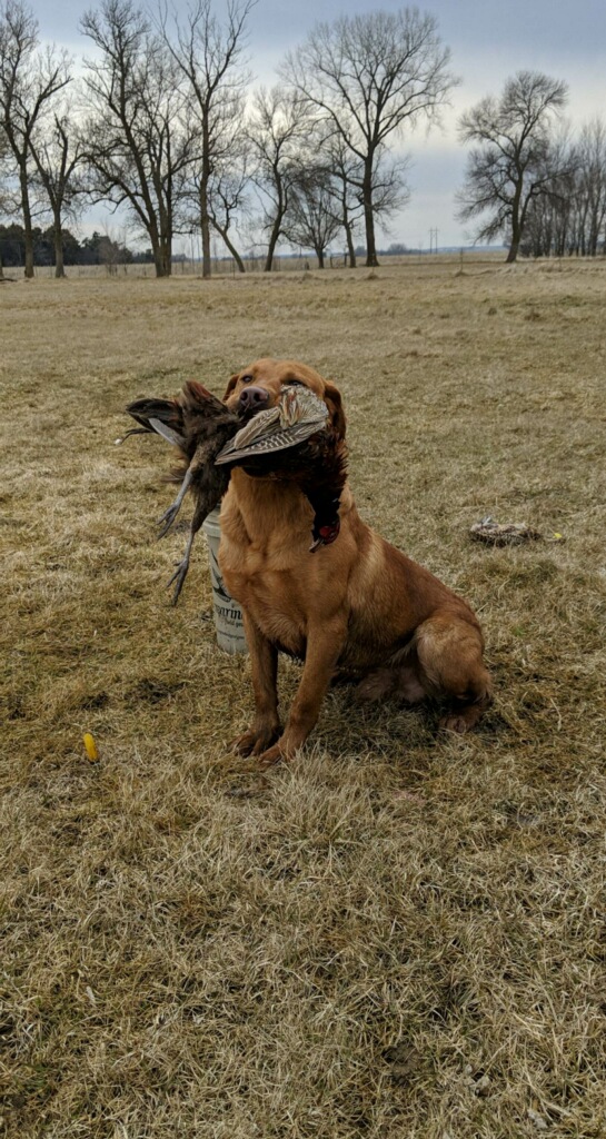 WSD S&S Red Dirt Renegade | Yellow Labrador Retriver