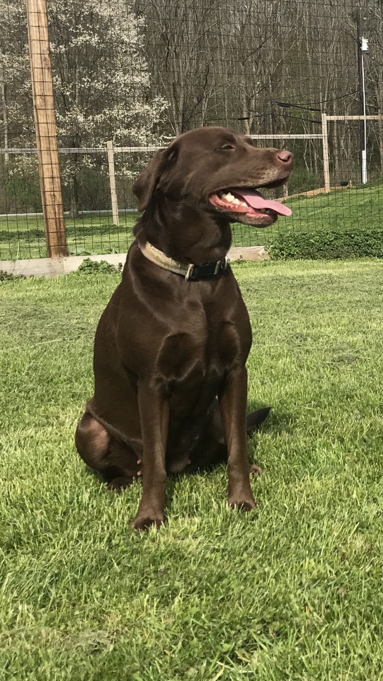 Rogers Rockin' Kozmic Joplin JH | Chocolate Labrador Retriver