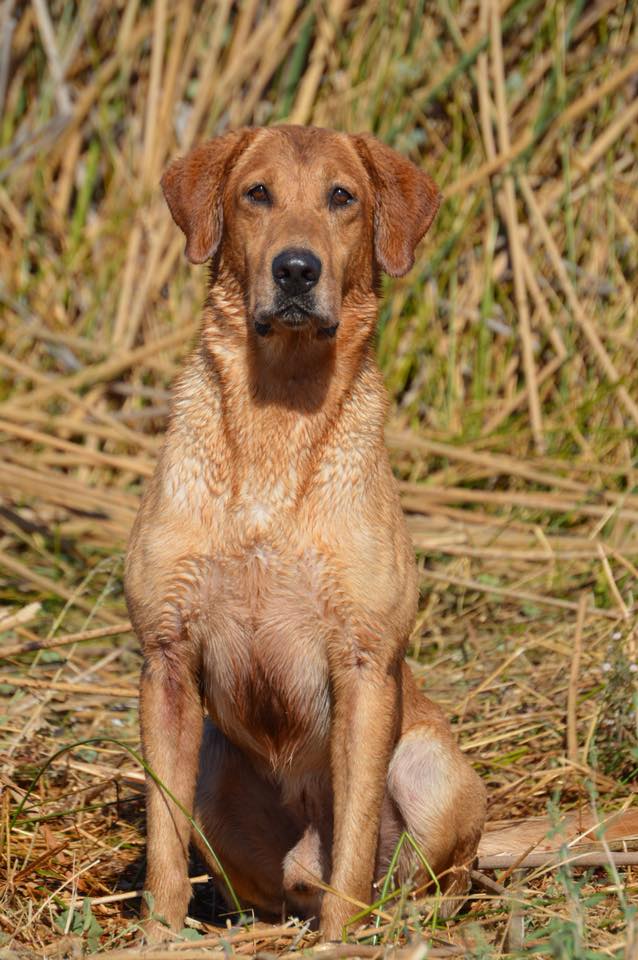 GMPR Black Ices Graham Sky Walker MH | Yellow Labrador Retriver