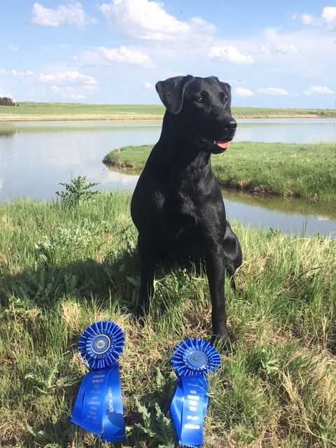 Bourgeois' Movin On Up Bayou Teche QA2 | Black Labrador Retriver