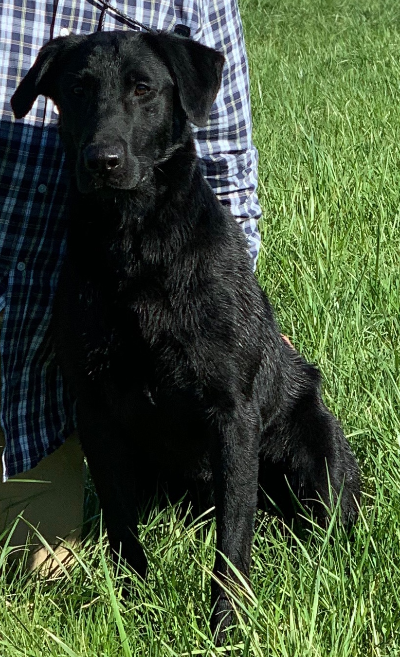 Bourgeois', Ouisie, Now Im Getting My Turn At Bat | Black Labrador Retriver