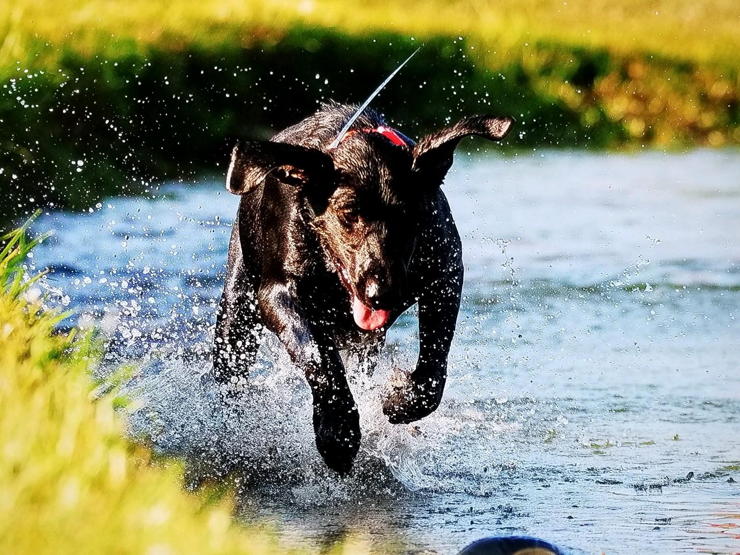 Sir Benelli Ares Of Pinebrooks | Black Labrador Retriver