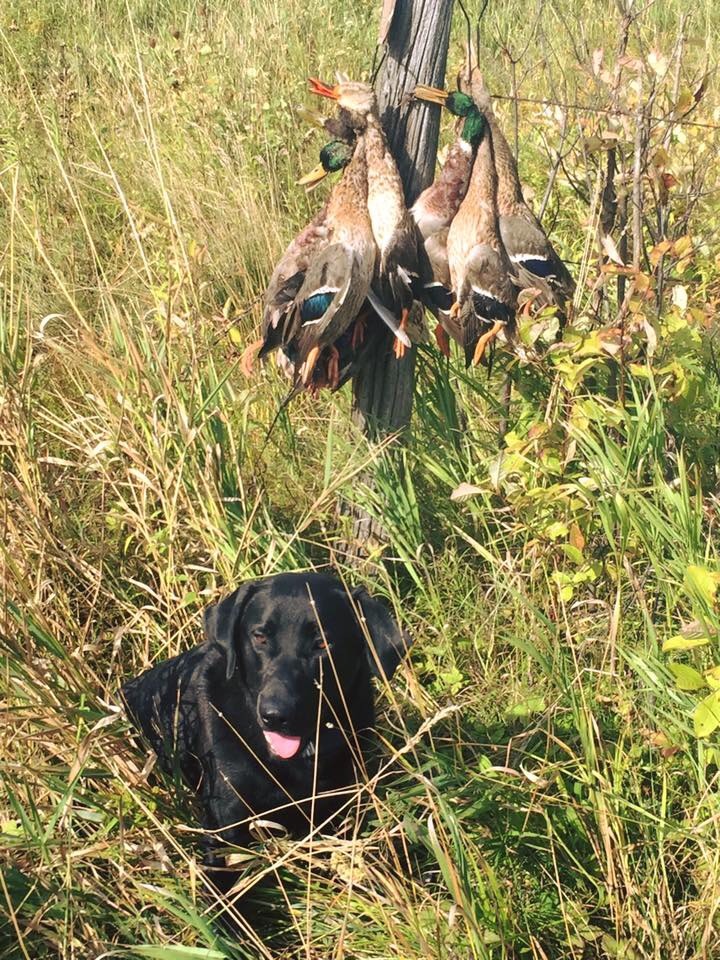 U.P. Labradors Duck Duck Goose | Black Labrador Retriver