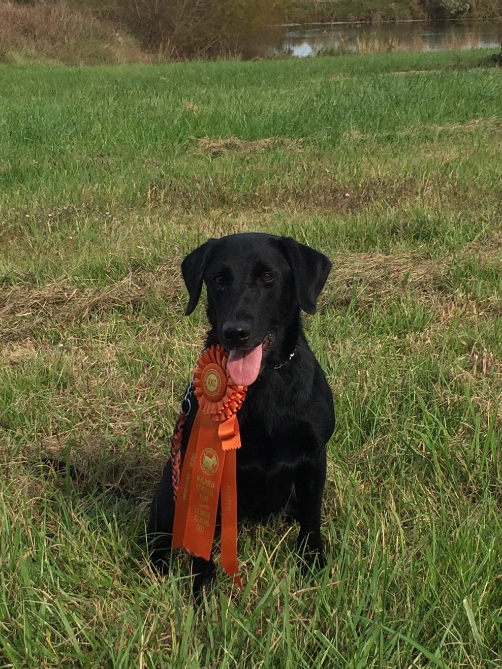 HRCH Midnight Train's Lil Dabbling Duck MH | Black Labrador Retriver