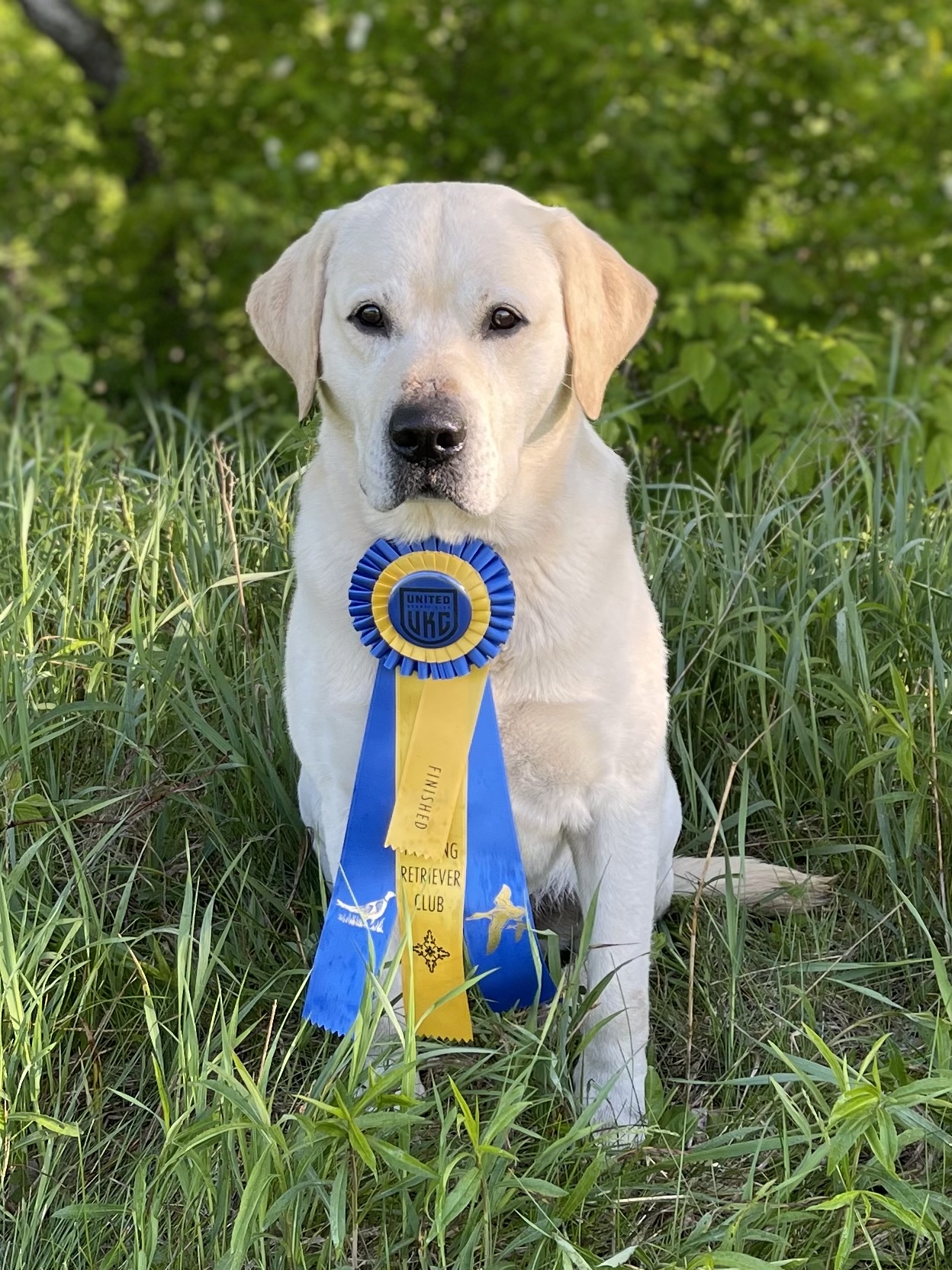 Kerrybrook's Loughrigg SH | Yellow Labrador Retriver