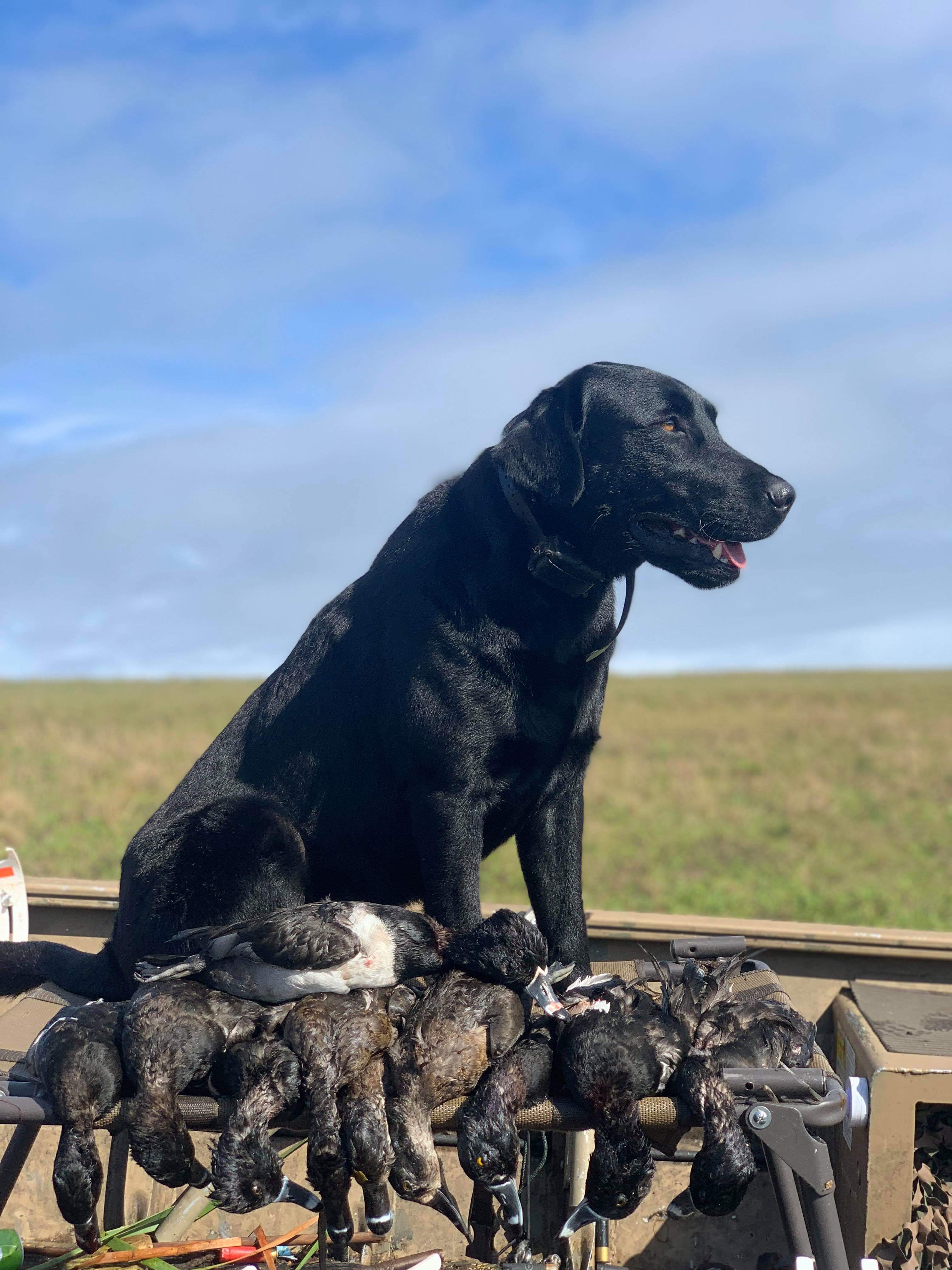 Southern Strykers Hydro Sport DS | Black Labrador Retriver