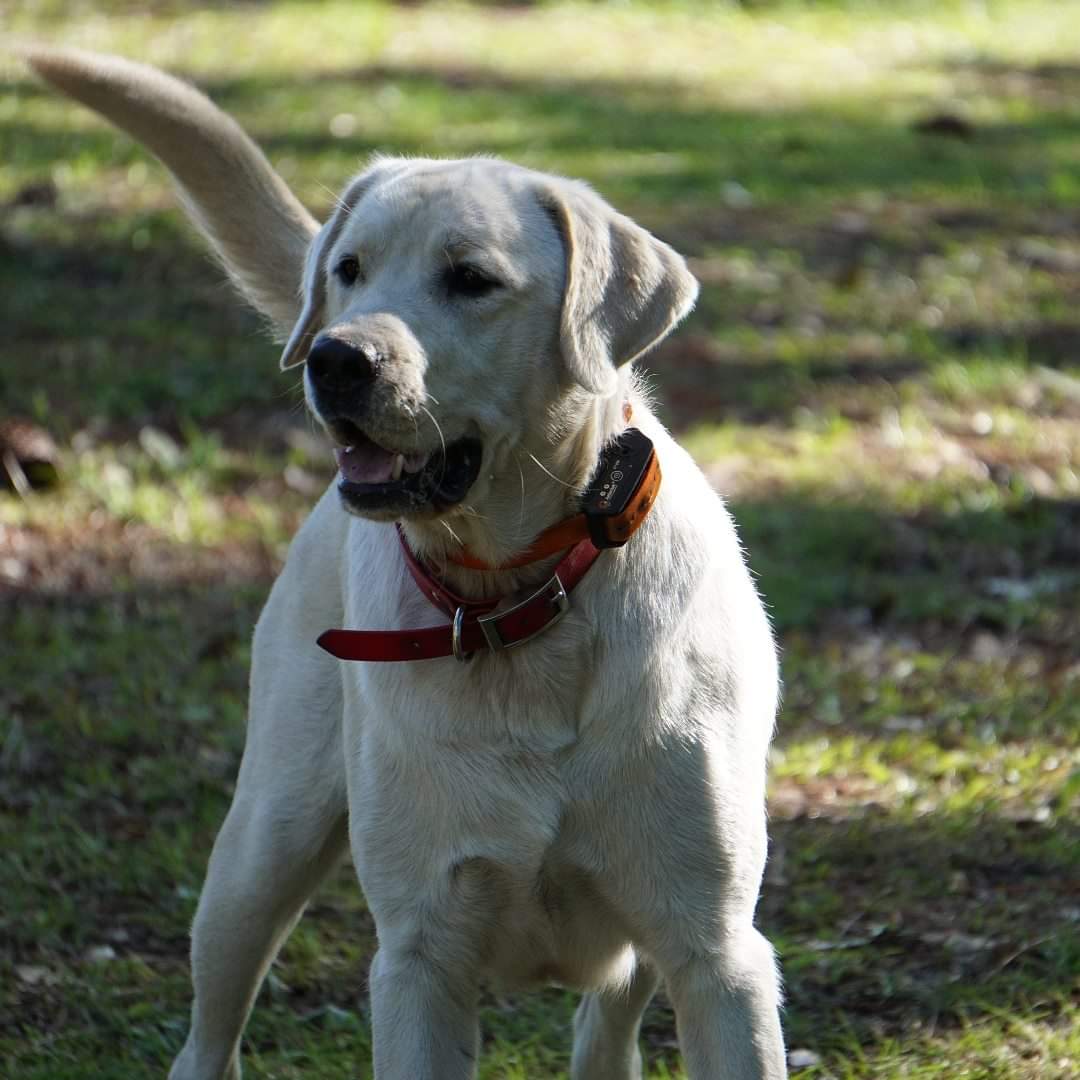 Rex Finn Savage | Yellow Labrador Retriver