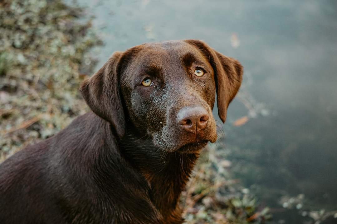 Hershey Roberts III | Chocolate Labrador Retriver