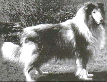 Royal Ace Of Rokeby | Rough Collie 