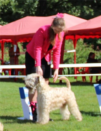 Bon Aquarel Fine'N'Dandy | Soft Coated Wheaten Terrier 