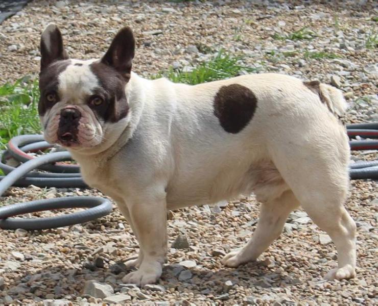 Radar Izzy Man | French Bulldog 