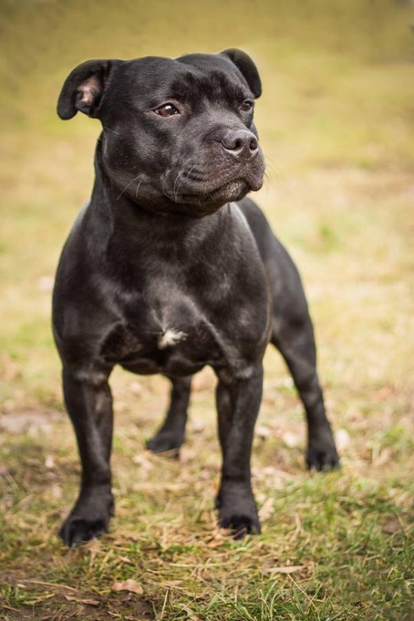 All The Charm Face of Lucifer | Staffordshire Bull Terrier 