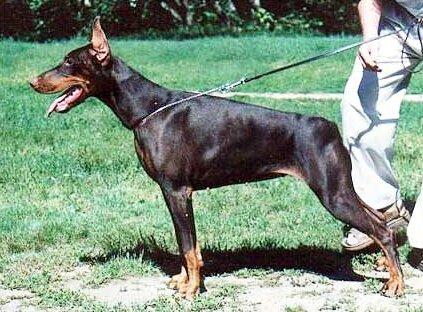 Smart Wood Hills Ecstasy | Brown Doberman Pinscher