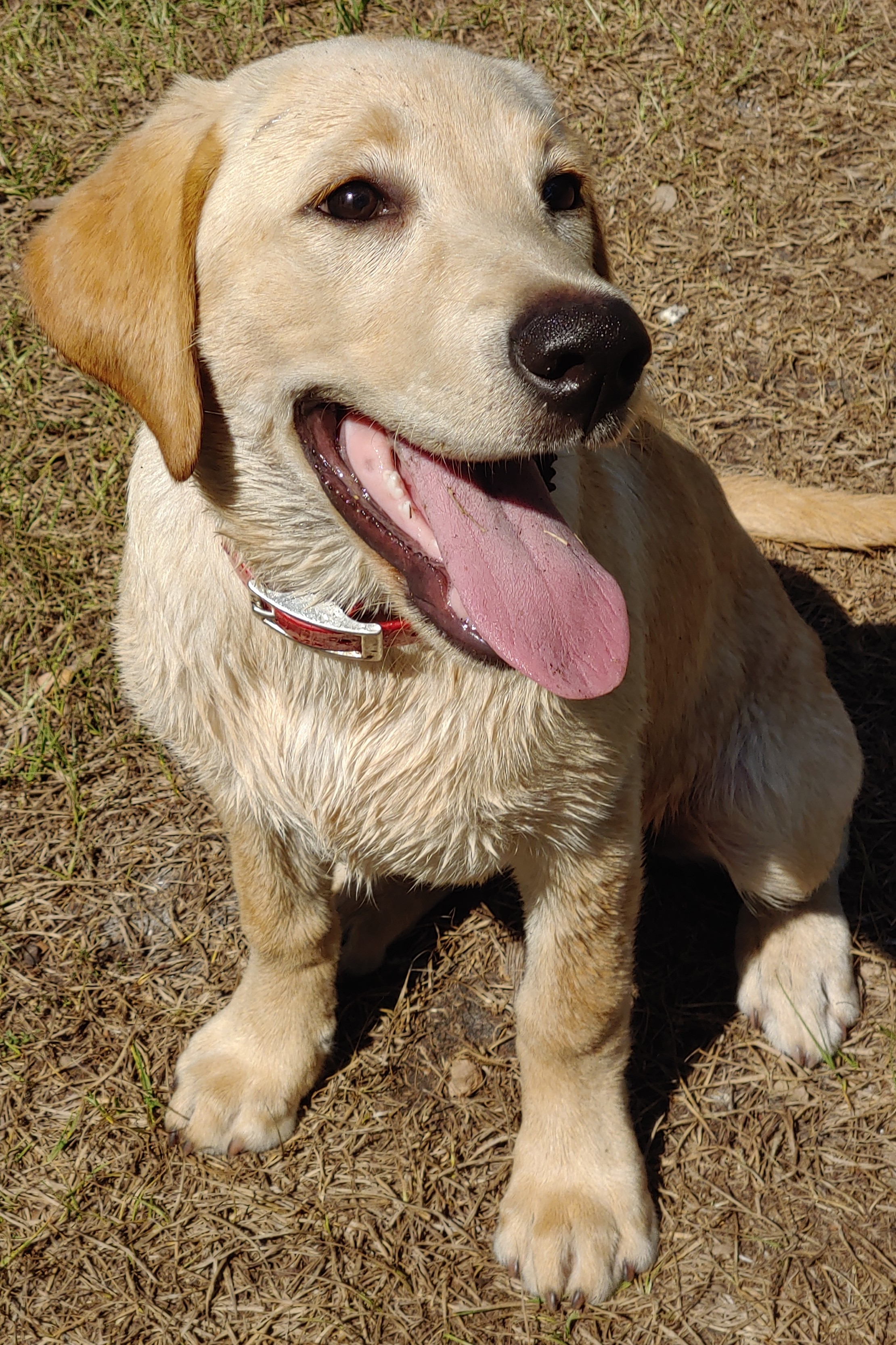 Southern Strykers Flirty Birdie | Yellow Labrador Retriver