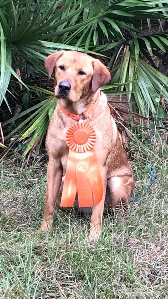 Macaya's Quack Attack Redhead Chief | Yellow Labrador Retriver