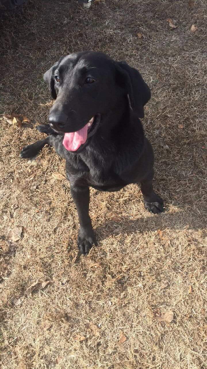 HR Arkansasduckdogs.com Skye | Black Labrador Retriver