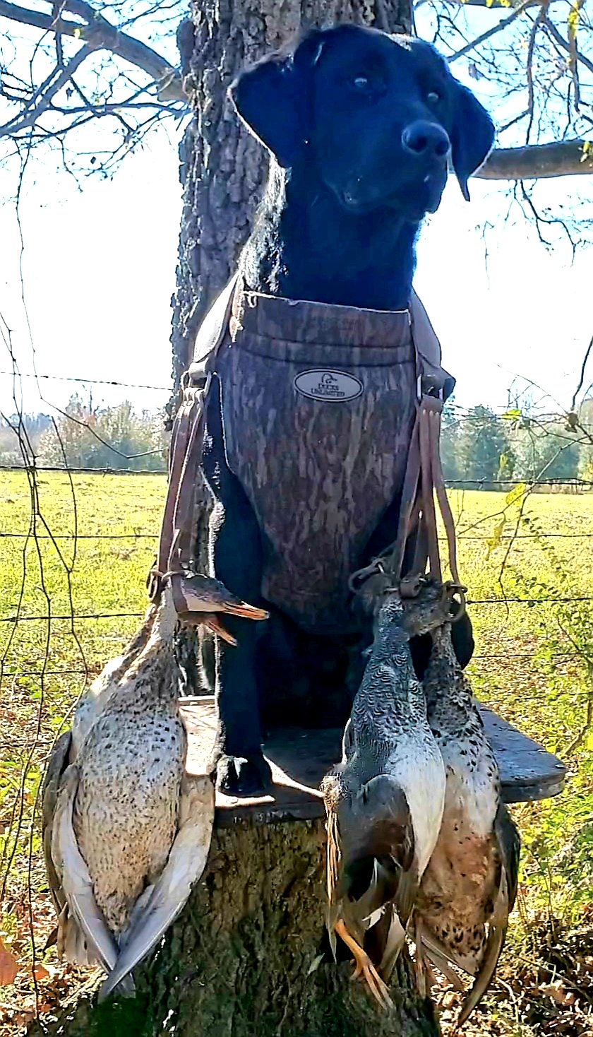 Natural States  Boom Boom Double Splash | Black Labrador Retriver