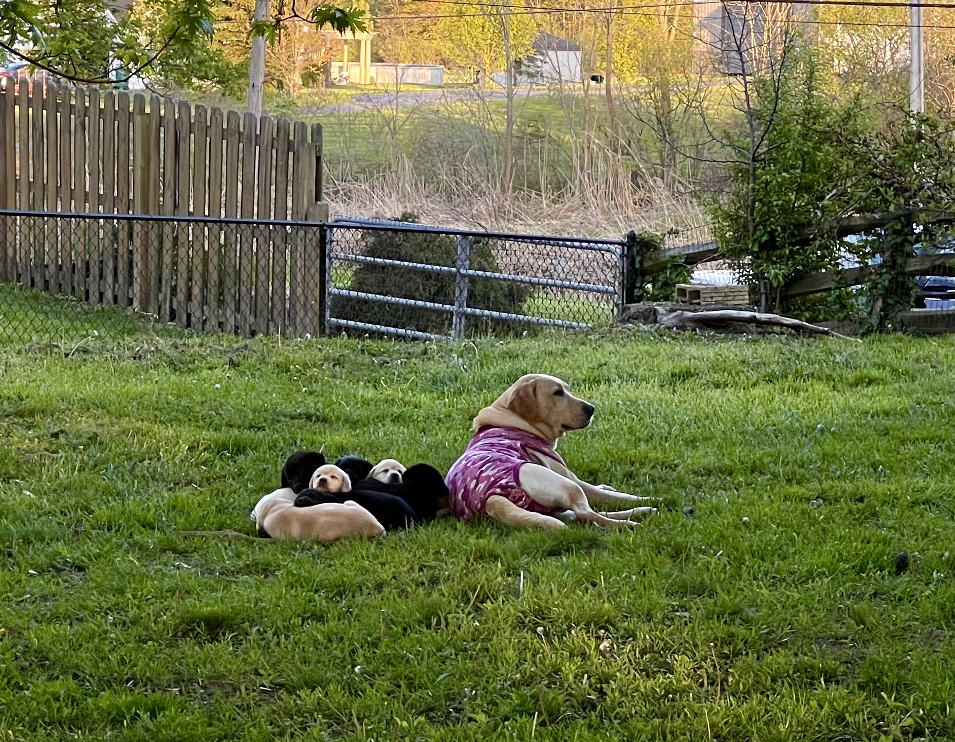 Kerrybrook's Olive Branch | Yellow Labrador Retriver