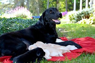 Kerrybrook's Bronte | Black Labrador Retriver