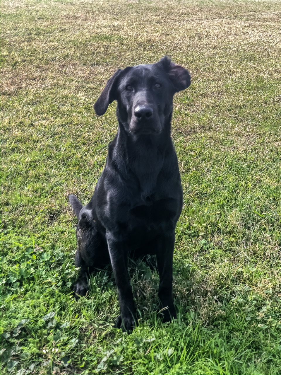 Charlee’s Dreaming Of Green | Black Labrador Retriver