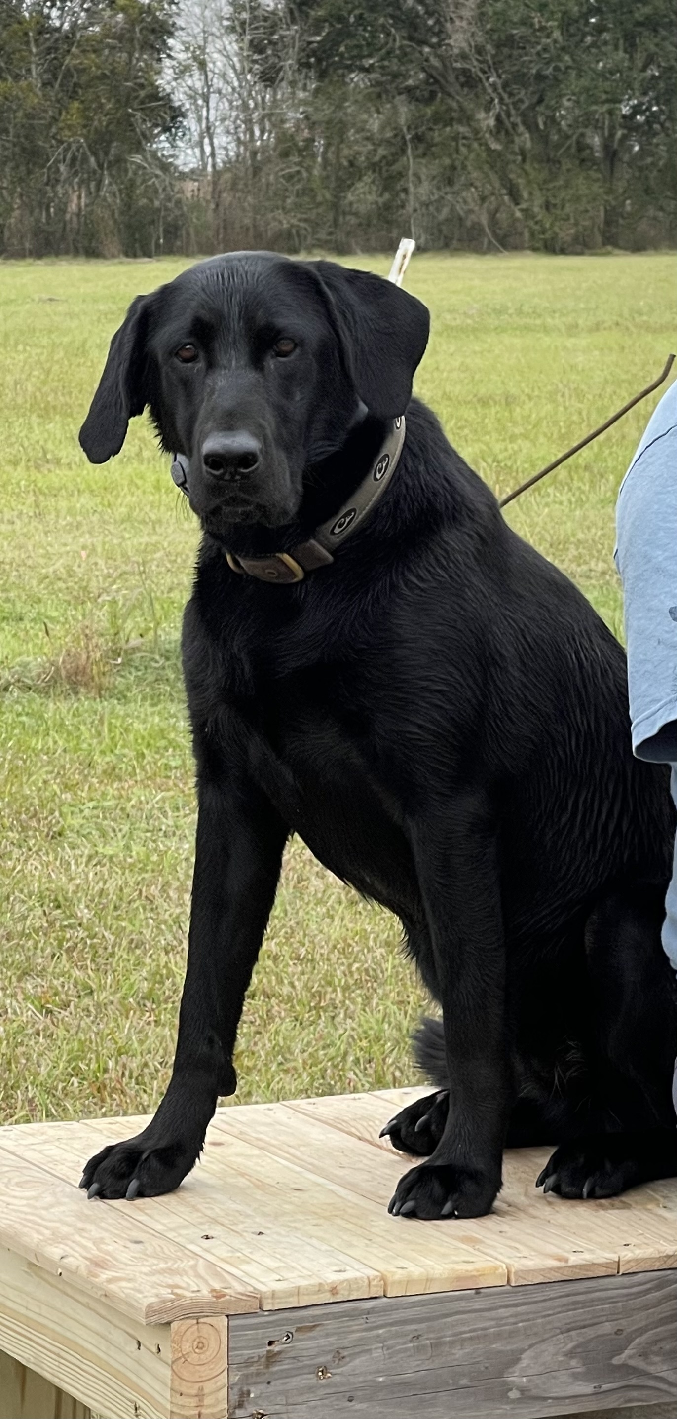 Charlee’s Dreaming Of Green | Black Labrador Retriver