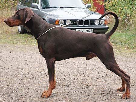 Baron Blizzard v. Alpha Nordic | Brown Doberman Pinscher