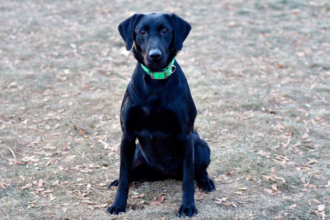 Razor's Leading Lady | Black Labrador Retriver