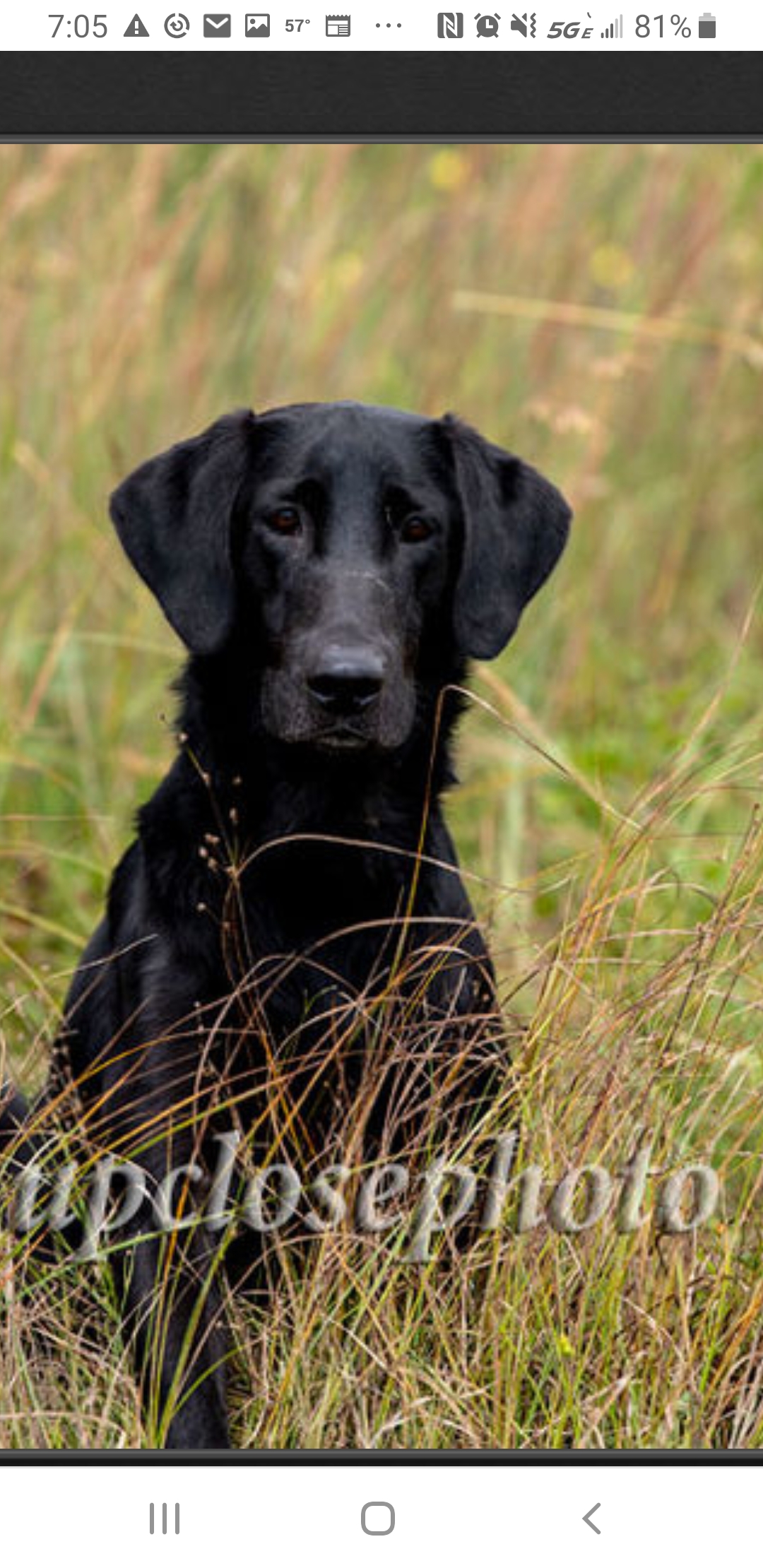 HRCH Southern Salt's Super Salty MH | Black Labrador Retriver