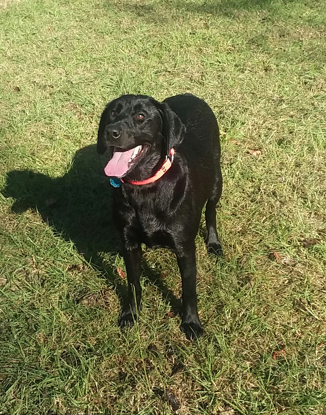 Miss Sassy Samantha Adams | Black Labrador Retriver