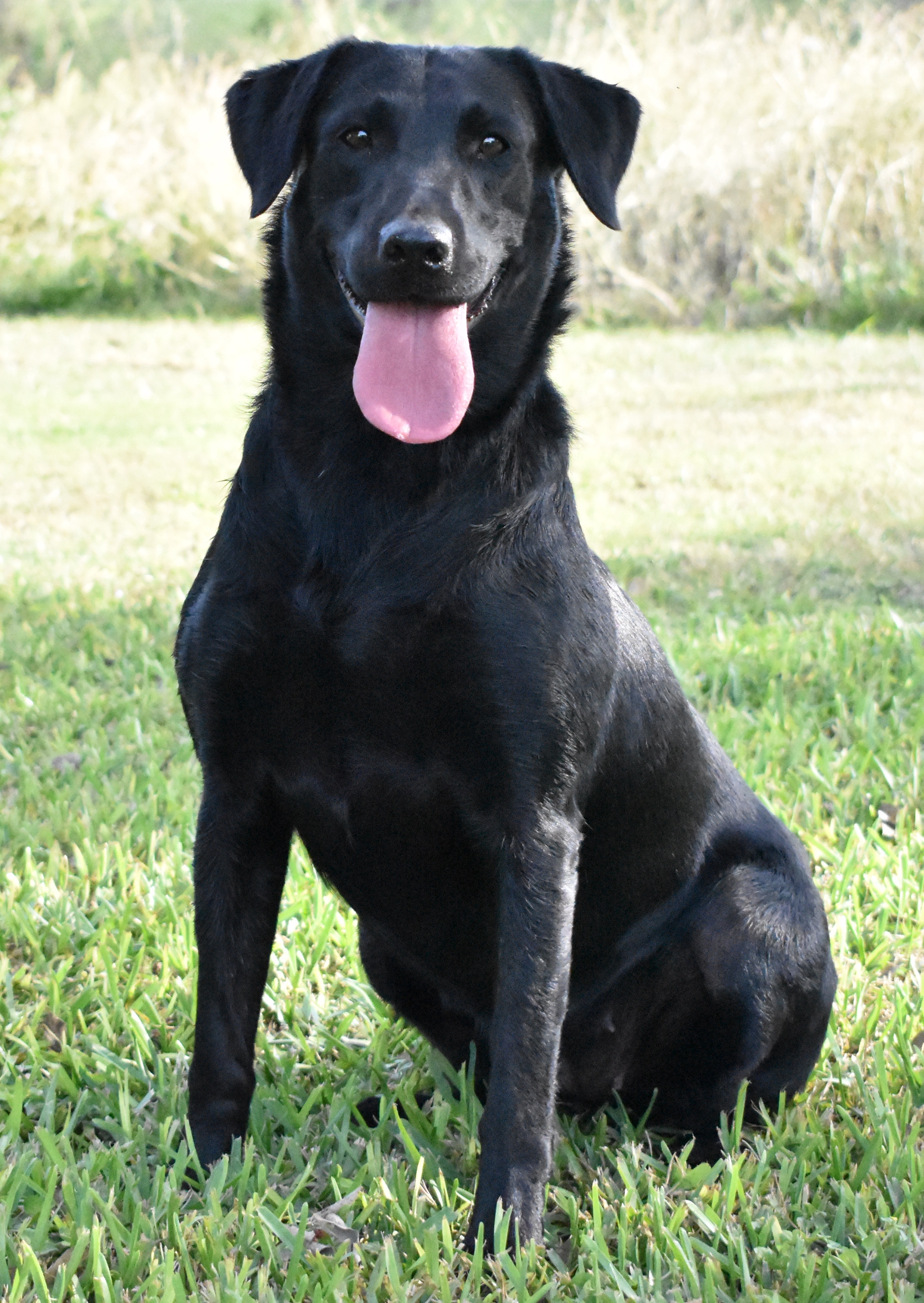 Trigger Times I Told You Once JH | Black Labrador Retriver