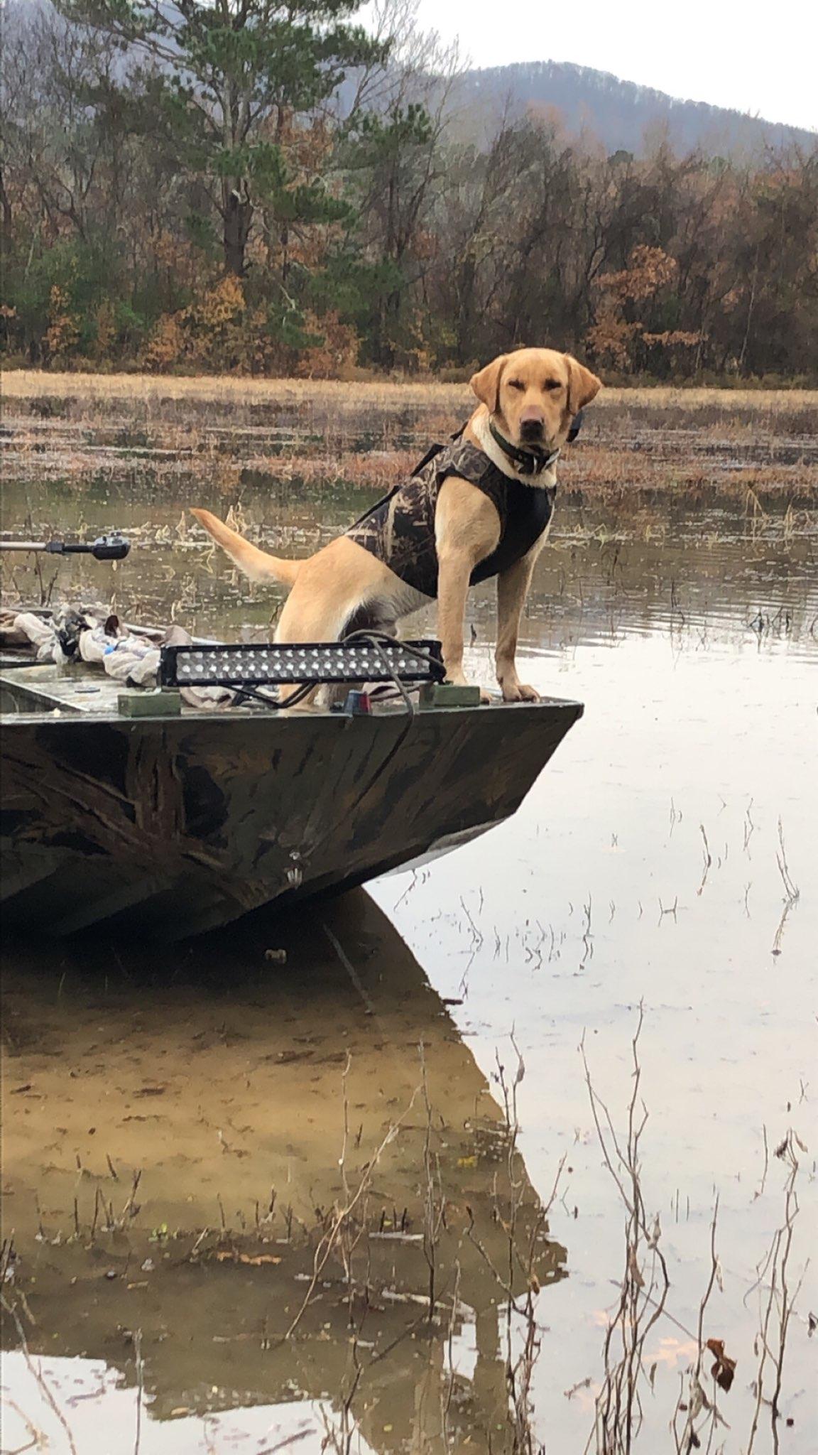 HR Rogers King Zeus | Yellow Labrador Retriver