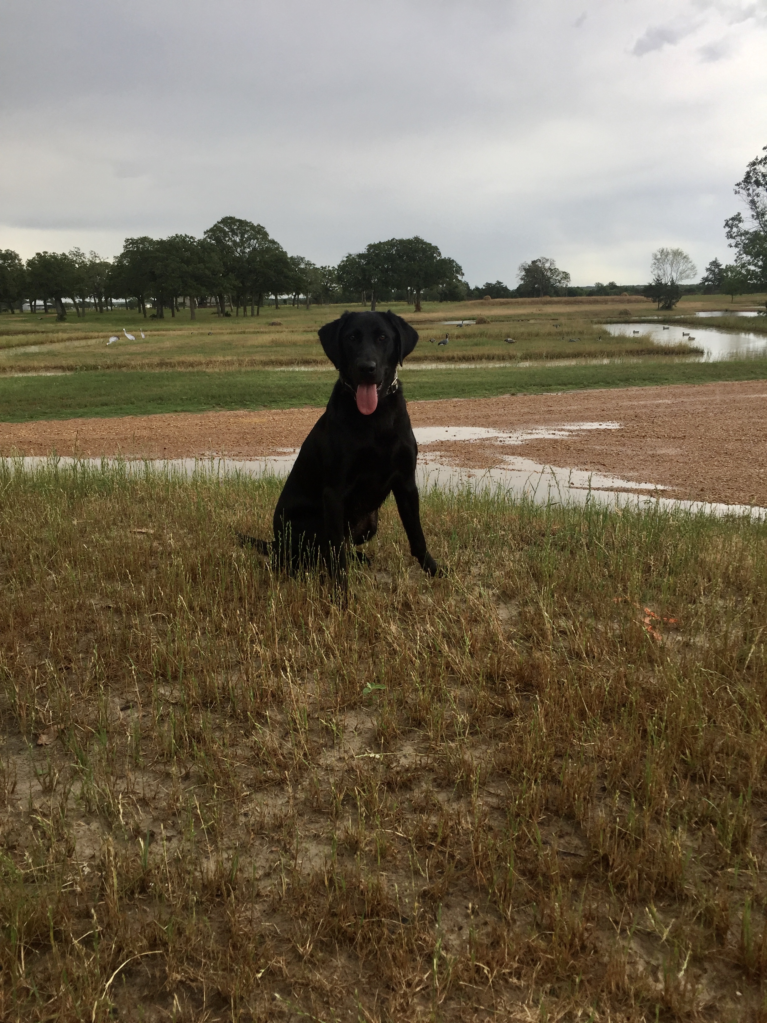 Watermarks Abigail MH | Black Labrador Retriver