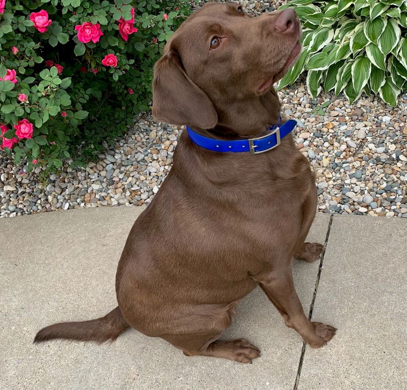 Rebel's Punkins Lil Lady ESA | Chocolate Labrador Retriver