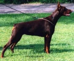 Stroll's Zoe-Zarina | Brown Doberman Pinscher