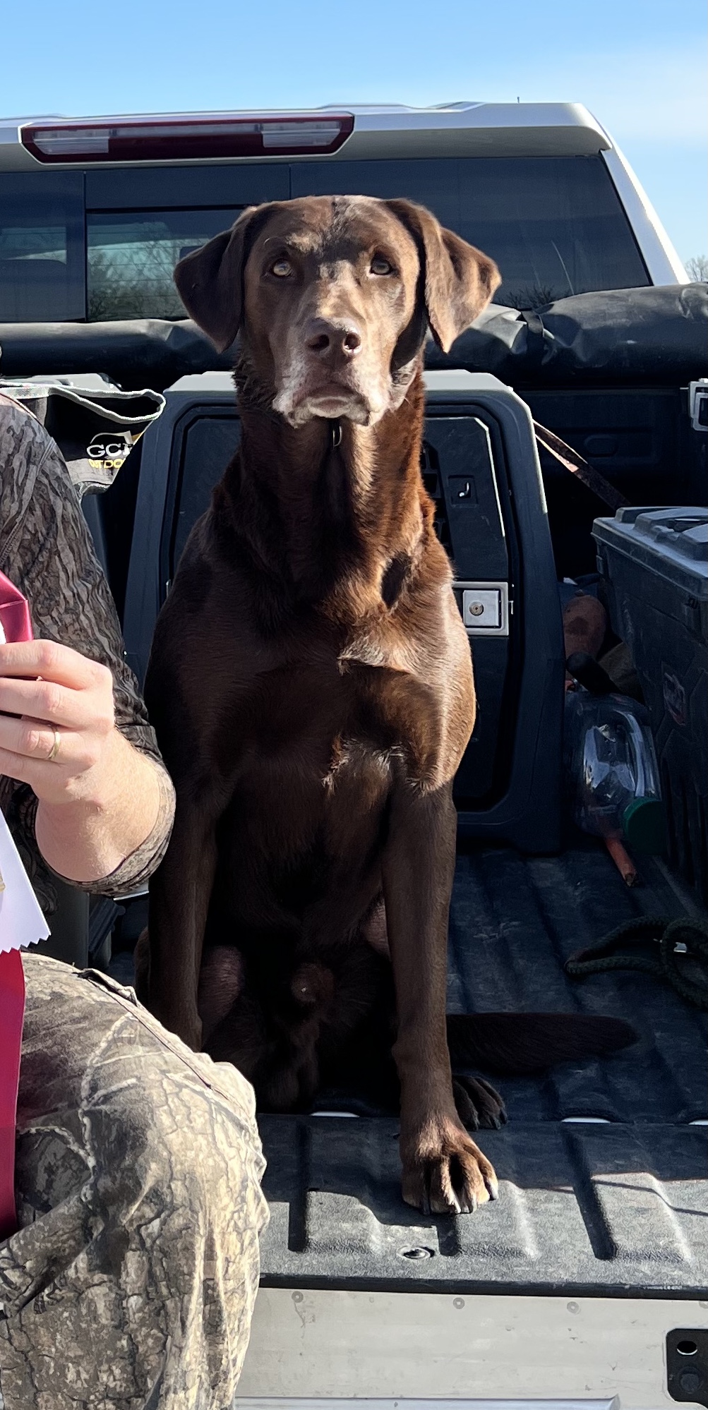 HRCH Leytons Fast And Furriest Finn | Chocolate Labrador Retriver