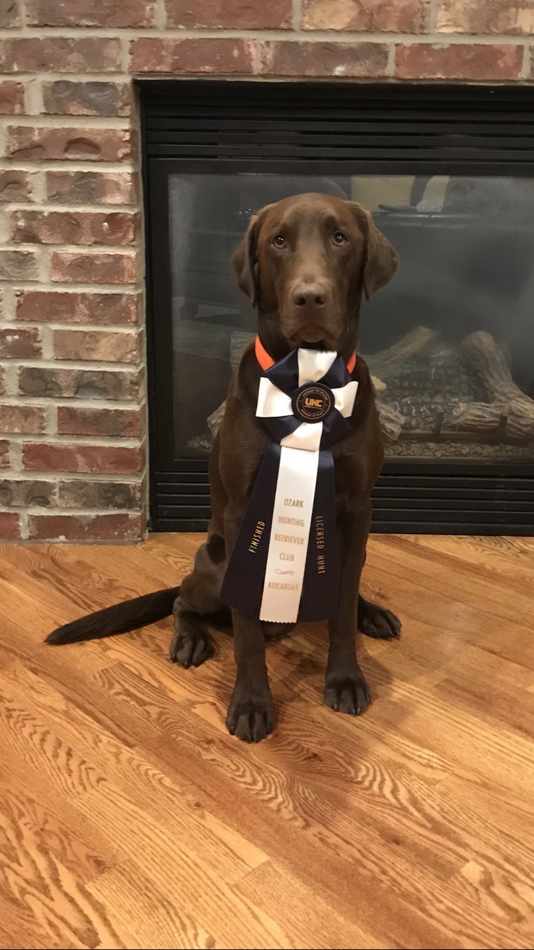 HRCH Leytons Fast And Furriest Finn | Chocolate Labrador Retriver