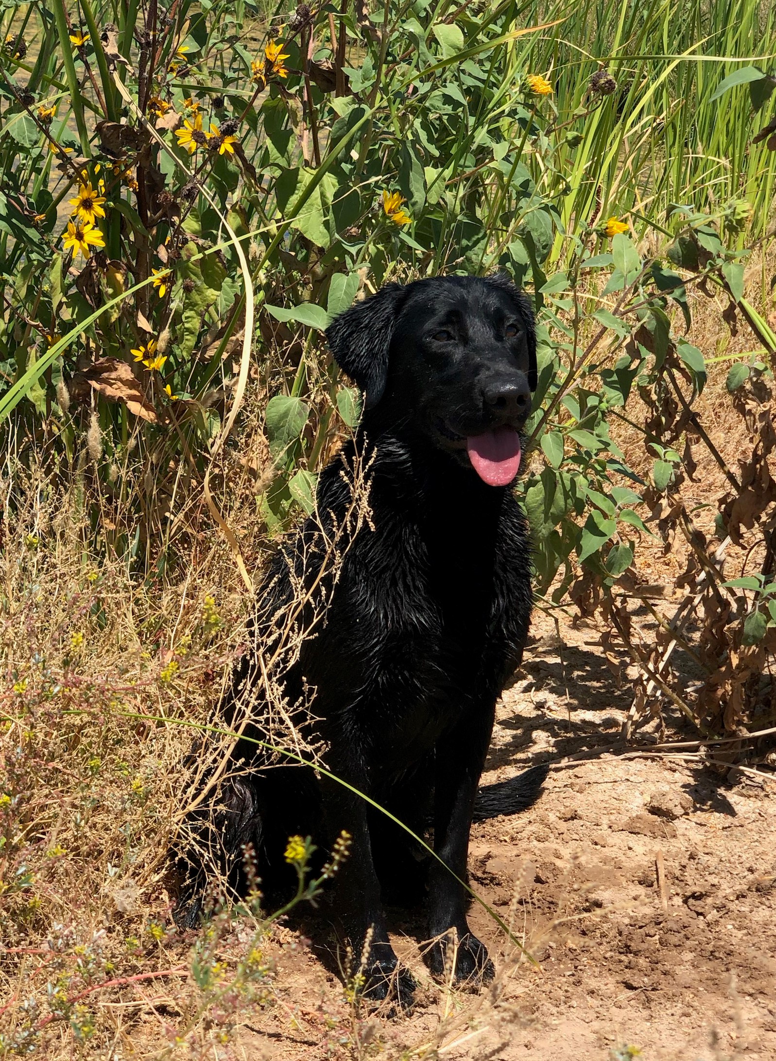 ColdWater One Of A Kind Jersey Shore MH | Black Labrador Retriver