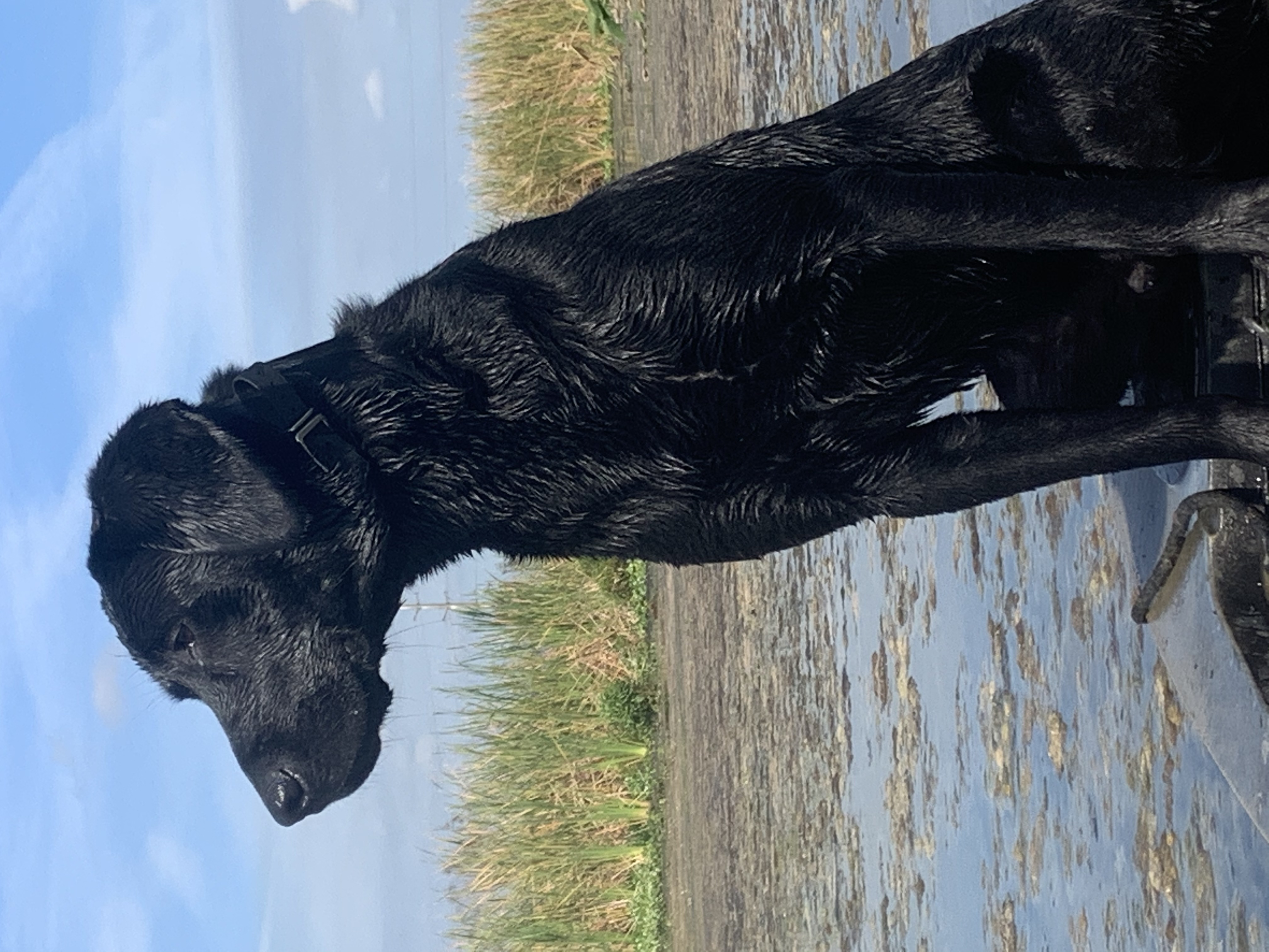 Full Speeed Ahead JH | Black Labrador Retriver