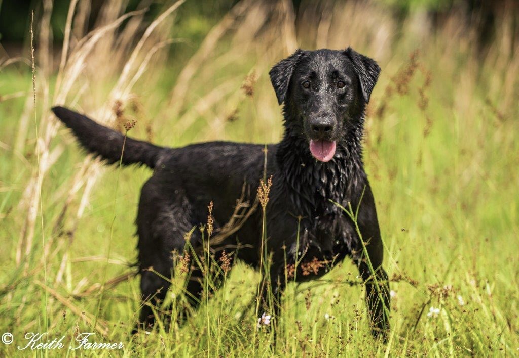 Tremblin Earth’s Don’t Mind The Strain | Black Labrador Retriver