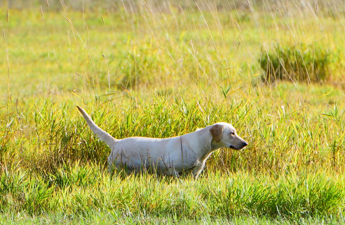 CPR High Desert Lab's Sweet Magnolia Mae JH | Yellow Labrador Retriver