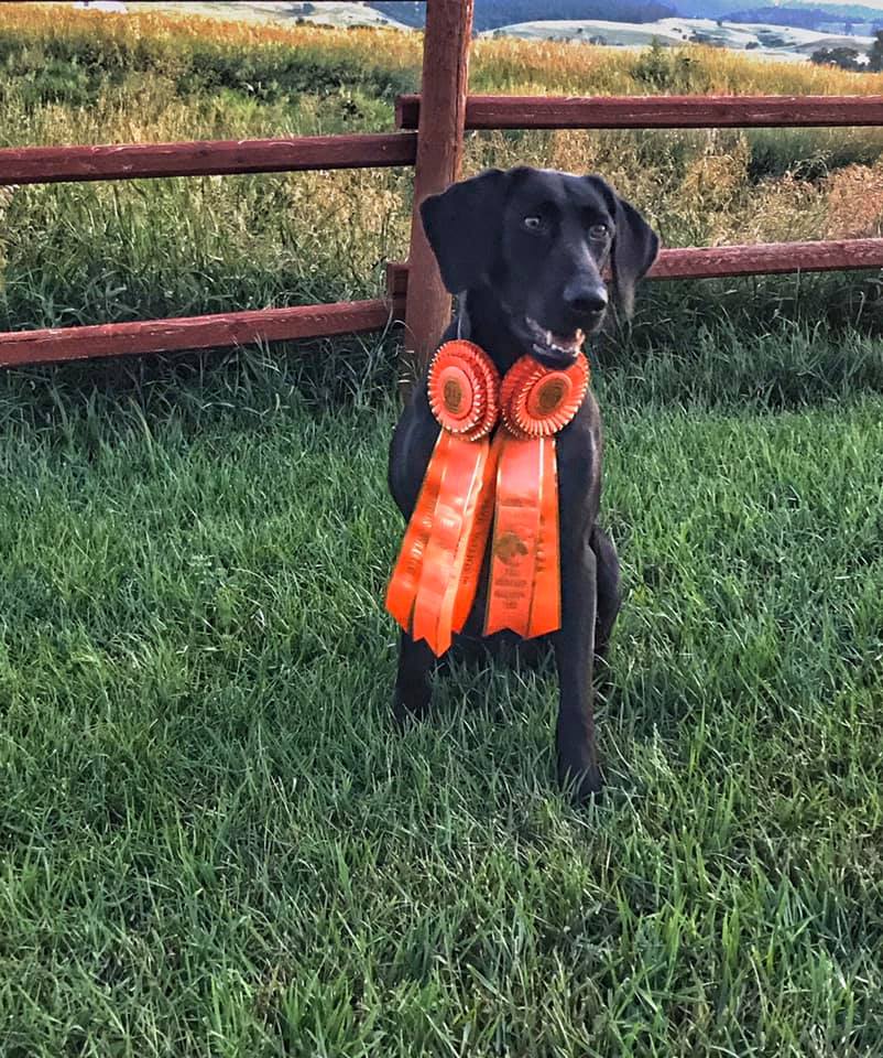 Bbd's Weather Bug  MH | Black Labrador Retriver