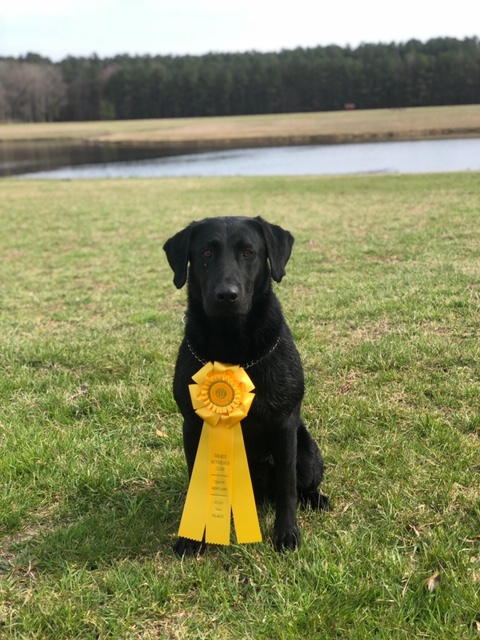 GRHRCH SRSAC Trinity’s Nuthin But A G Thang MH NDL  QA2 | Black Labrador Retriver