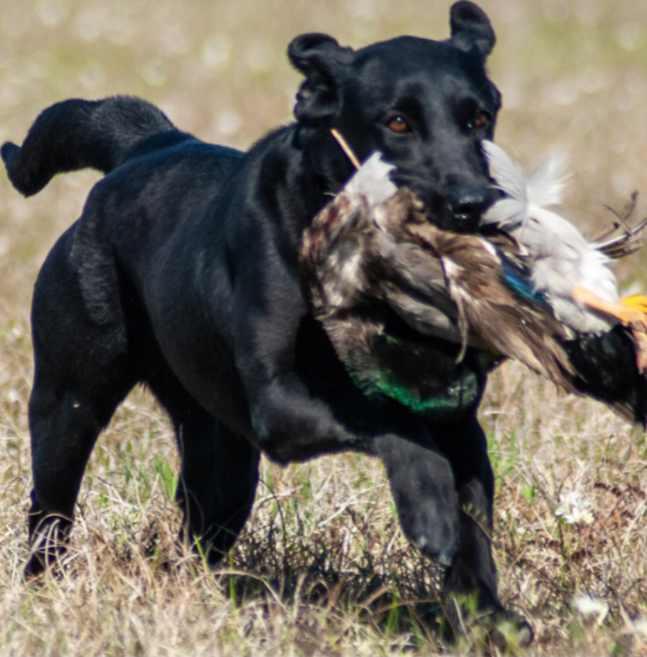 HRCH Toups Lil Fancy | Black Labrador Retriver