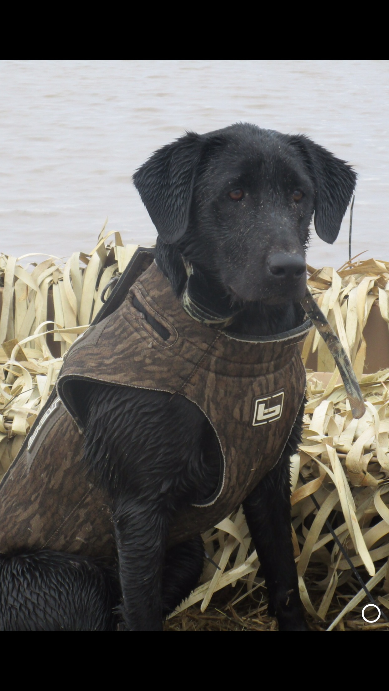 HRCH Demmer’s Rather Roe Than Walk | Black Labrador Retriver