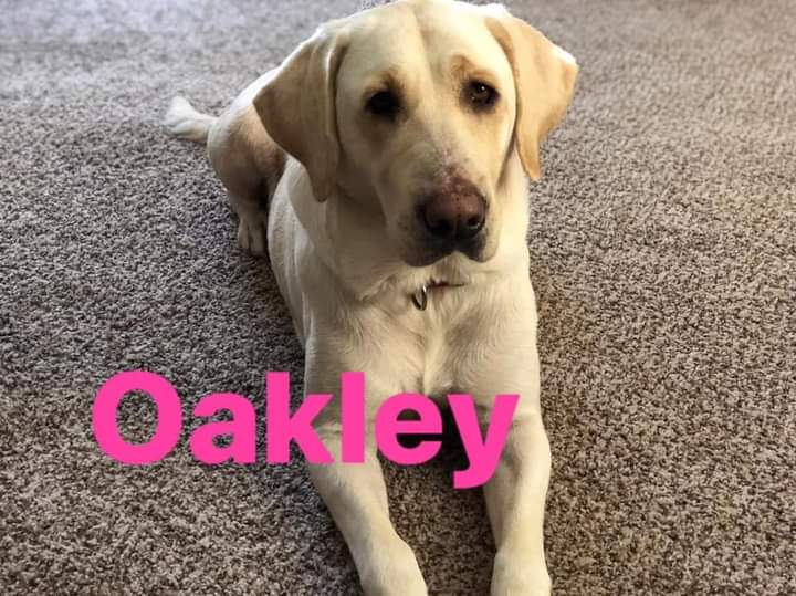 Tls Sweet Texas Annie Oakley | Yellow Labrador Retriver