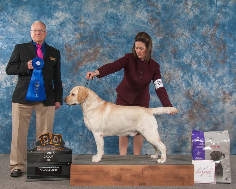 GR CH Splash's Scootin' On The Waves | Yellow Labrador Retriver