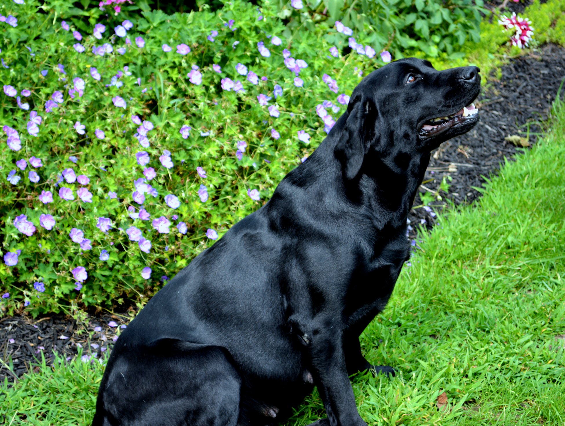 Kerrybrook's Mya | Black Labrador Retriver